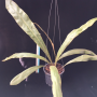 Pyrrosia sp.(T02) (Giant leaf) Philippines.
