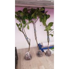 Citrus maxima 'Siam Ruby' (native from southern Thailand)(Grafted) 52 