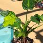Alocasia cucullata 'Moon Landing' (select clone)
