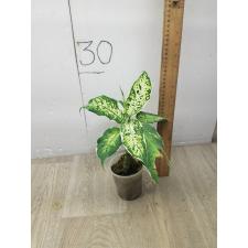 Aglaonema Sethee rub money A-144 (Dieffenbachia)