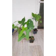 Philodendron Lime Fiddle s 250р