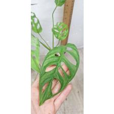 monstera adansonii (S) pot