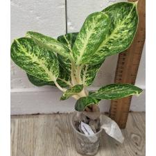 Аглаонема Сиам Компакт / Aglaonema A-106 Siam Compact