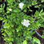 Gardenia sp.(T11) small leaf