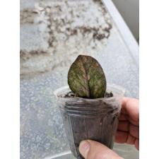 Zamioculcas zamiifolia black 1 лист variegated 14000p