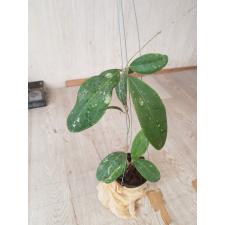 Hoya sp Rintzii Borneo