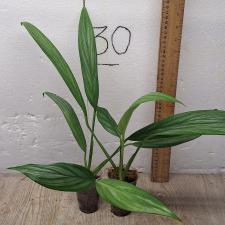 Филодендрон Сильвер Спирит / Philodendron Silver Spirit (S)