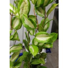 Hoya incrassata variegated