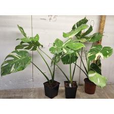 Монстера Деликоза Тайское Созвездие / Monstera deliciosa Thai Constellation