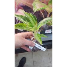 Aglaonema Elephant Ears (Dwarf)