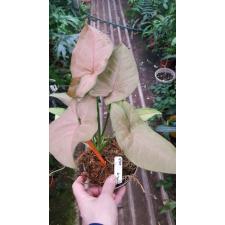 Syngonium Orm Nak pot