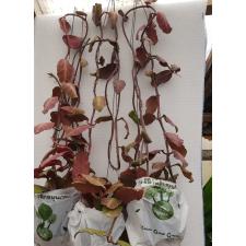 Hoya waymaniae pot 