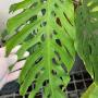 Monstera sp.(T02)(mature leaf).