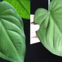 Syngonium macrophylla 'Dark Night'