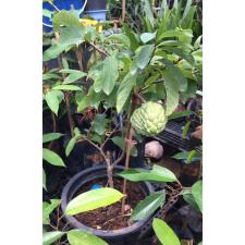 Annona squamosa 'Fai Keaw Kaset2'('Petch Pak Chong' x 'Fai Keaw Kaset1'  10