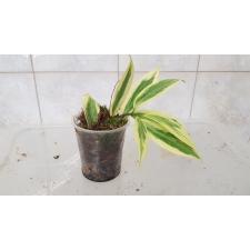 Aeschynanthus hilderbrandii variegated стакан 2200р