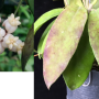 Hoya scortechinii IML755                701