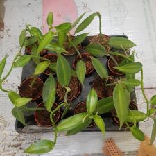 Vanilla planifolia Lemon Splash 3+ 350p
