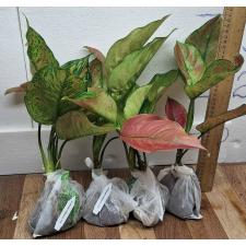 Аглаонема Хенг Хенг - зеленая / Aglaonema Heng Heng - green A-28