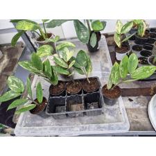Zamioculcas zamiifolia variegated (short leaf) 1,5" горшок