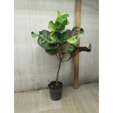 Codiaeum Matchawan 43 L