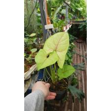 syngonium golden pot