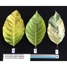 Фикус сп.(Т39)(Белая варегатность) / Ficus sp.(T39) (white variegated)