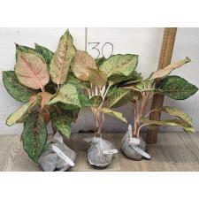 Аглаонема Фортуна  / Aglaonema Fortune A-86
