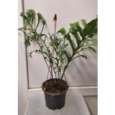 Drynaria sp.(T05) Crested Philippines.