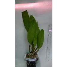 Брассолаелиокаттлея ‘Пинк Даймонд Той’ / Blc. Pink Diamond 'Toi'