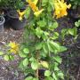 Macfadyena unguiscati (climbing) Bignoniaceae