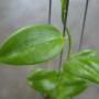 Hoya sp.443 (aff aldricii) small leaf           443