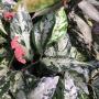 Elatostemma sp.(T01)