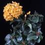 Ixora sp.(T11) yellow flower and wavy leaf