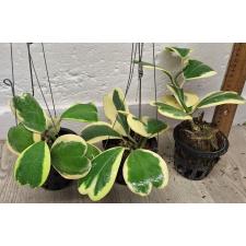 Хойя керрии варегатность белый край / Hoya kerrii var.albo-marginata 