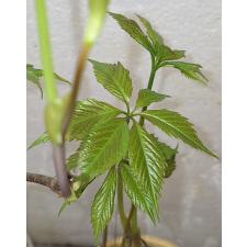Пятилисточковый девичий виноград / Parthenocissus quinquefolia