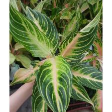 Aglaonema Pink Panama A-94