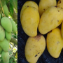 Mangifera indica 'Choke Anan'