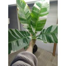 Musa variegated (White variegated) (Банан)