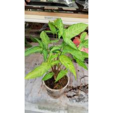 Syngonium Angustatum 12 сm pot