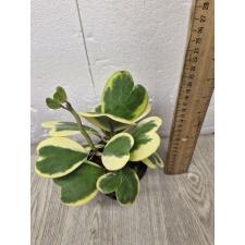 Hoya kerrii var.albo-marginata 