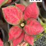 Aglaonema  Super Red  A-39