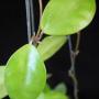 Hoya litolaris          579