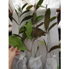 hoya sp perak (teddy bear) red corona