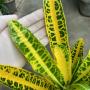 Codiaeum Krabong Thong.