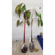 Дуриан цибетиновый "Мон Тонг" (Фруктовое дерево) / Durio zibethinus 'Mon Thong' (fruit tree)