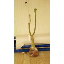 Adenium (Orange and double flower) 4 april