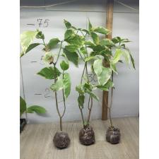 Tabernaemontana divaricata (white margin leaf) 260