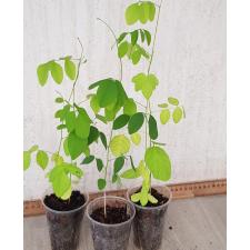 Clitoria ternatea сеянцы в стакане