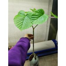 Ficus Umbellata 800p